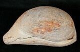 Boreosomus Fossil Fish From Madagascar - Triassic #16744-3